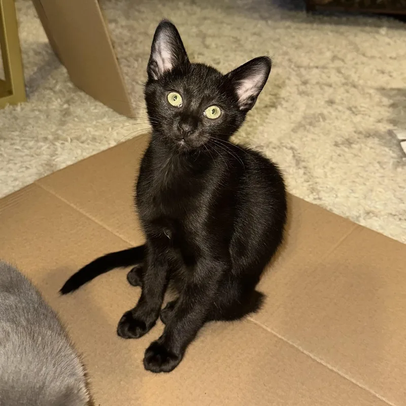 A baby small-sized male Black Domestic Short Hair cat named Grease for adoption in Richmond, VA