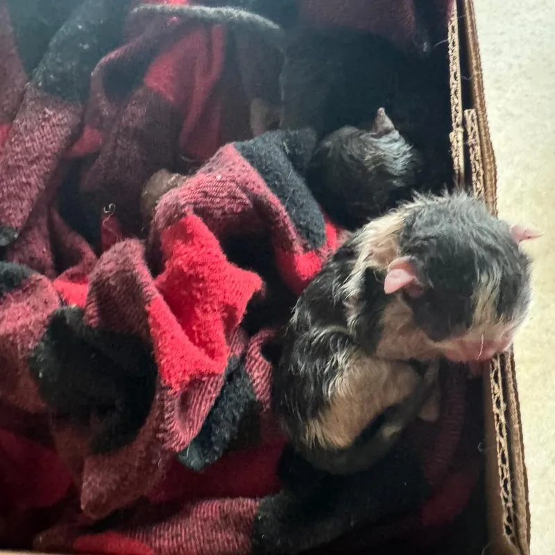 A baby small-sized male Black Domestic Short Hair cat named Gabe Wkh for adoption in Independence, MO