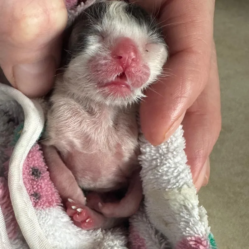 Gabe Wkh thumbnail 4