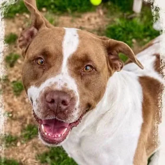 An adult large-sized male White / Cream Pointer dog named Bubba for adoption in Alexandria, VA