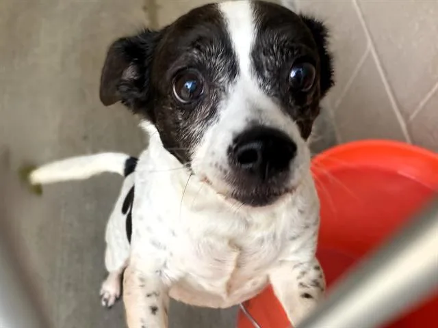 An adult small-sized female Chihuahua dog named Reba for adoption in Tustin, CA