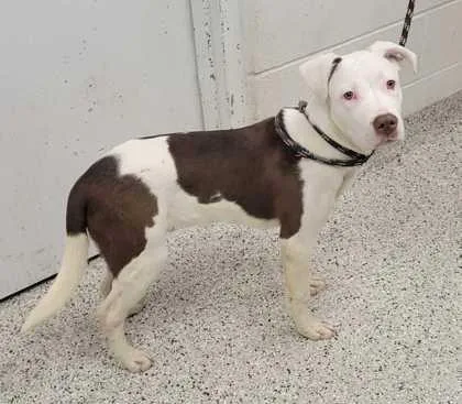 An adult large-sized male Brown / Chocolate Pit Bull Terrier dog named Gentry for adoption in Kansas City, MO