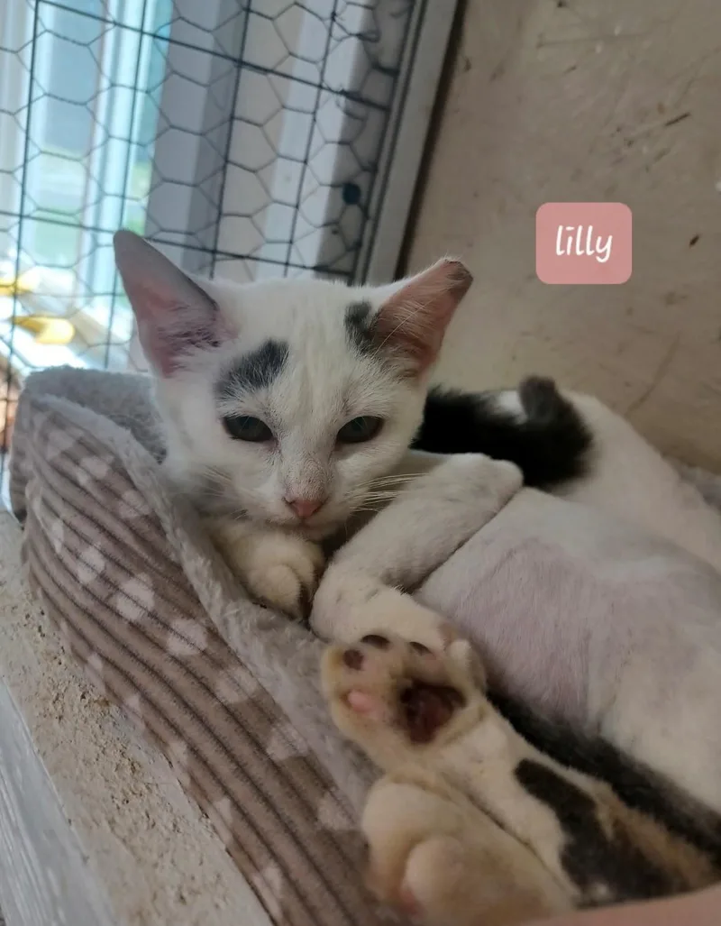 A baby small-sized female Black & White / Tuxedo Domestic Short Hair cat named Lilly for adoption in Walworth, WI