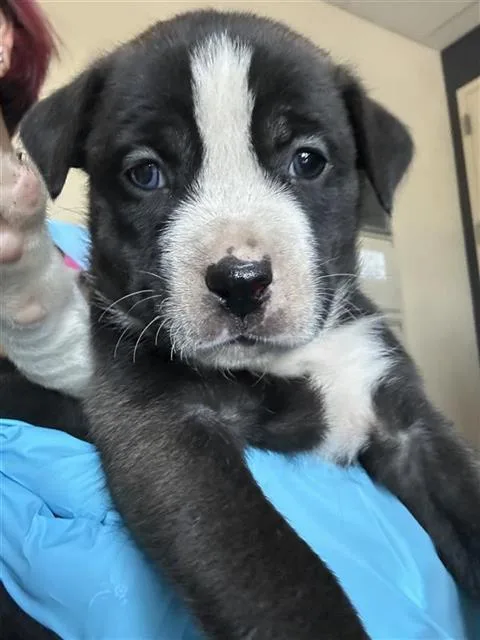 A baby medium-sized female Terrier dog named Happy for adoption in San Antonio, TX