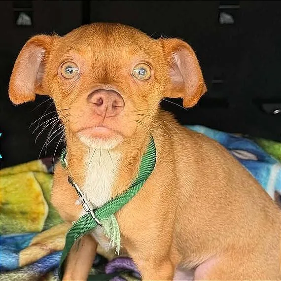 A young small-sized male Brown / Chocolate Chihuahua dog named Paulie for adoption in Tampa, FL