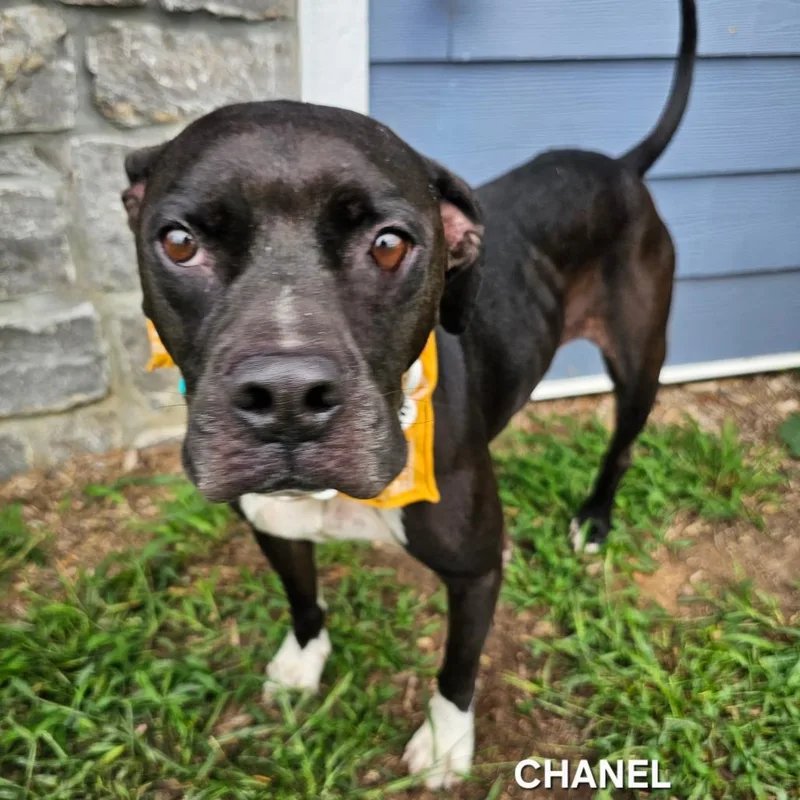 An adult medium-sized female Black American Bulldog dog named Chanel for adoption in Madisonville, TN