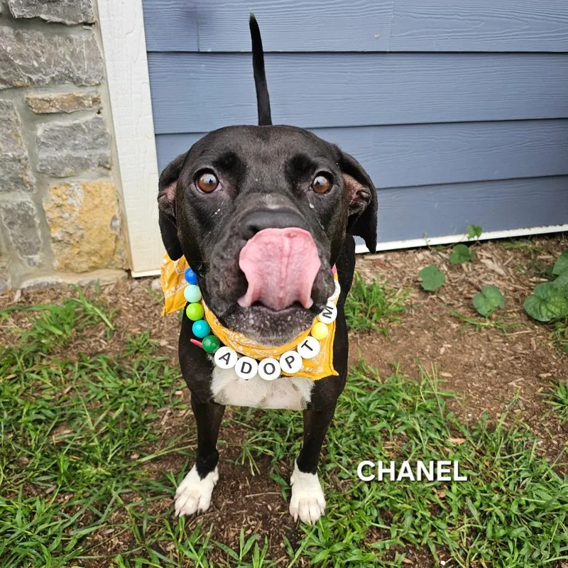 Chanel thumbnail 2