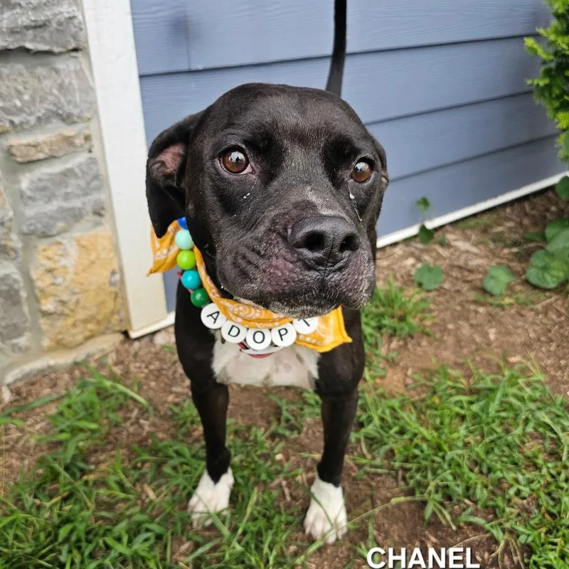 Chanel thumbnail 3