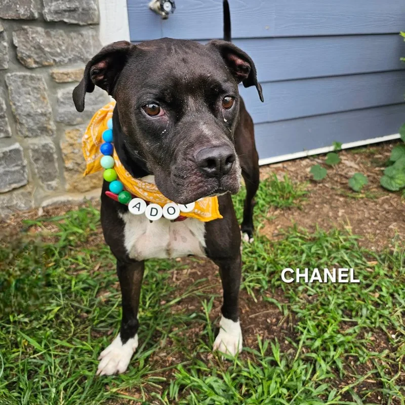 Chanel thumbnail 4