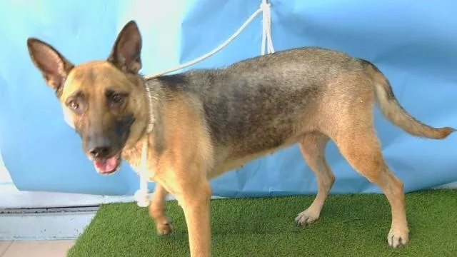 An adult large-sized female German Shepherd Dog dog named Nunu for adoption in Gardena, CA
