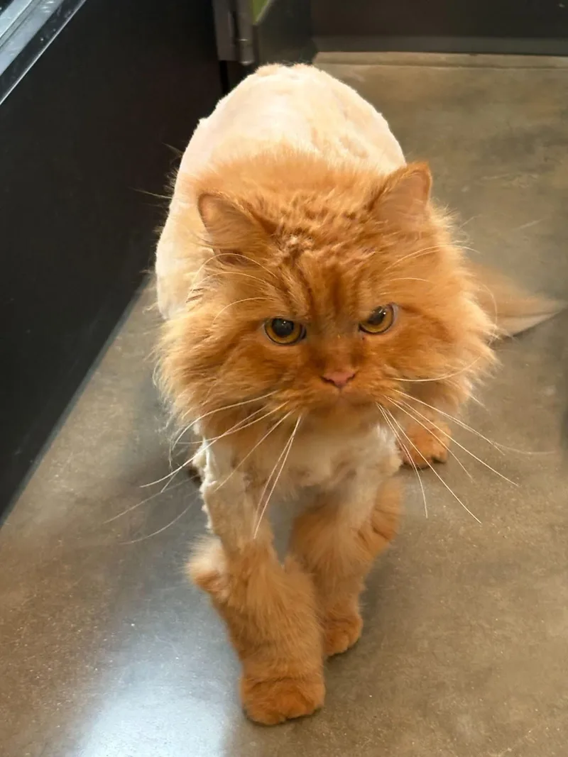 A senior large-sized male Orange / Red Himalayan cat named Salvatore for adoption in Evanston, IL
