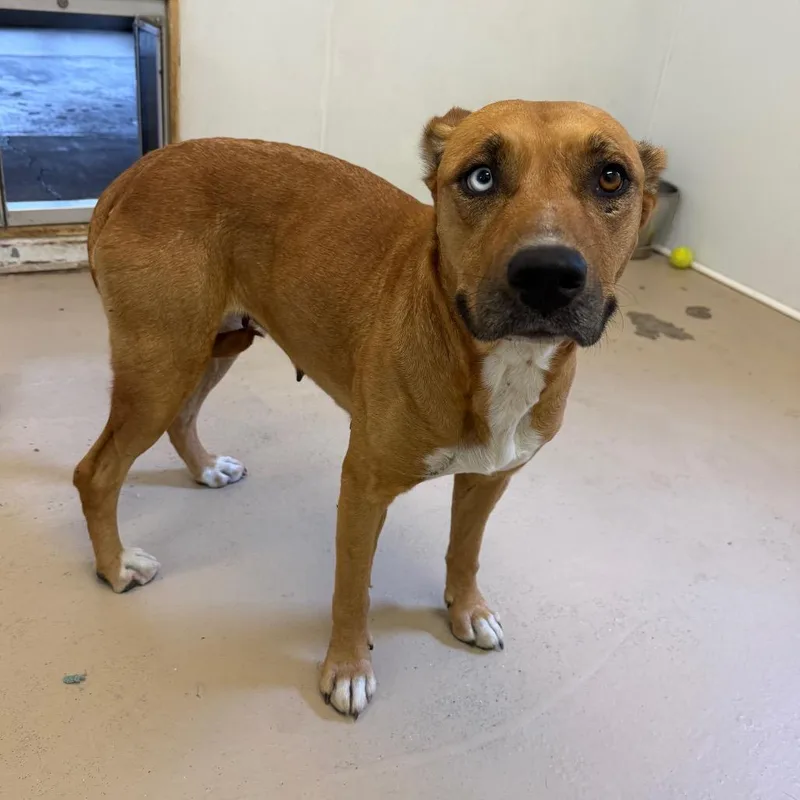 Stray F FOUND 