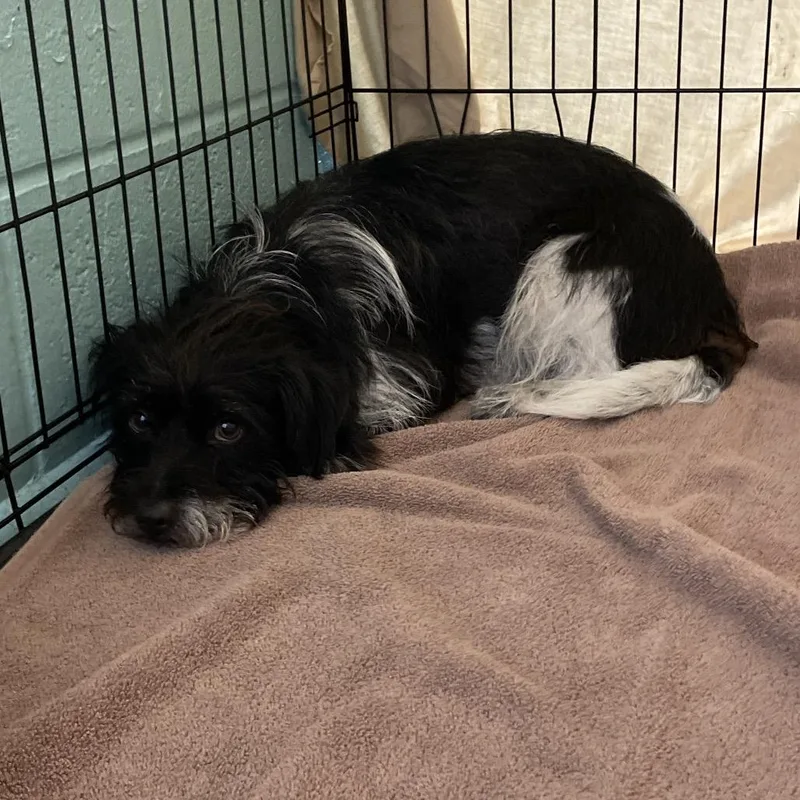 An adult small-sized male Black Mixed Breed dog named Slater for adoption in Port Charlotte, FL