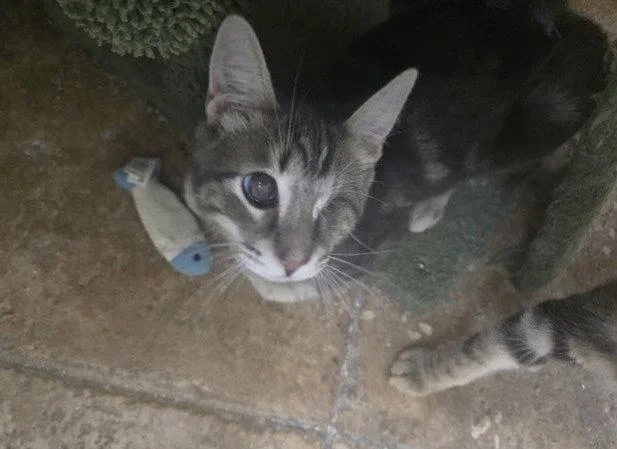 A young medium-sized male Domestic Short Hair cat named Freddy for adoption in Glendale, AZ