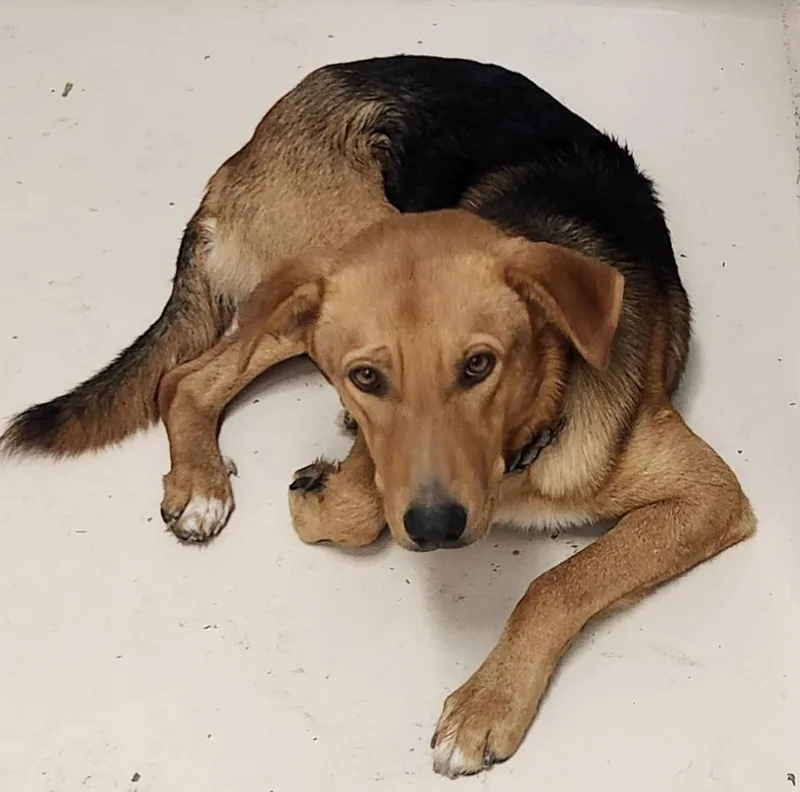 A young medium-sized male German Shepherd Dog dog named Cofi for adoption in Belton, TX