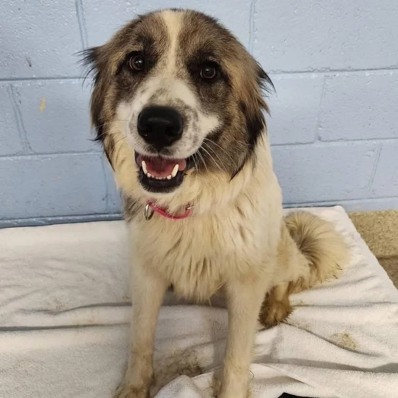 An adult medium-sized female White / Cream Great Pyrenees dog named Feather for adoption in Falls Church, VA