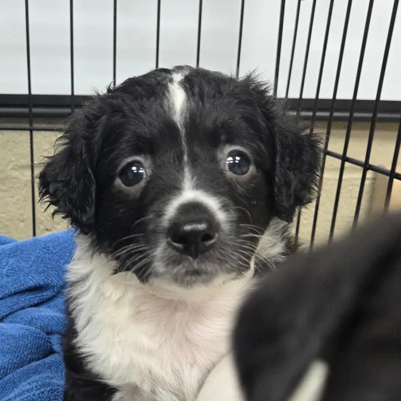 A baby small-sized female Chihuahua dog named Wednesday for adoption in Madisonville, KY