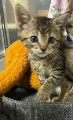A baby small-sized male Domestic Short Hair cat named A for adoption in Chula Vista, CA