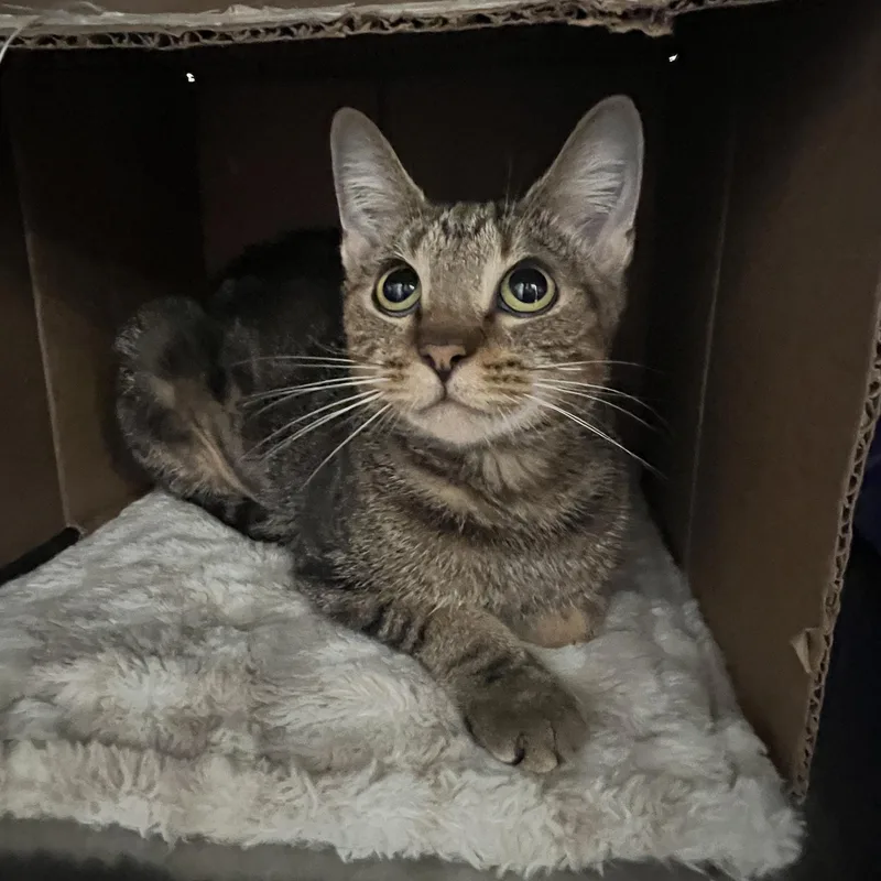 A young medium-sized female Domestic Short Hair cat named Raina for adoption in Palmetto, FL