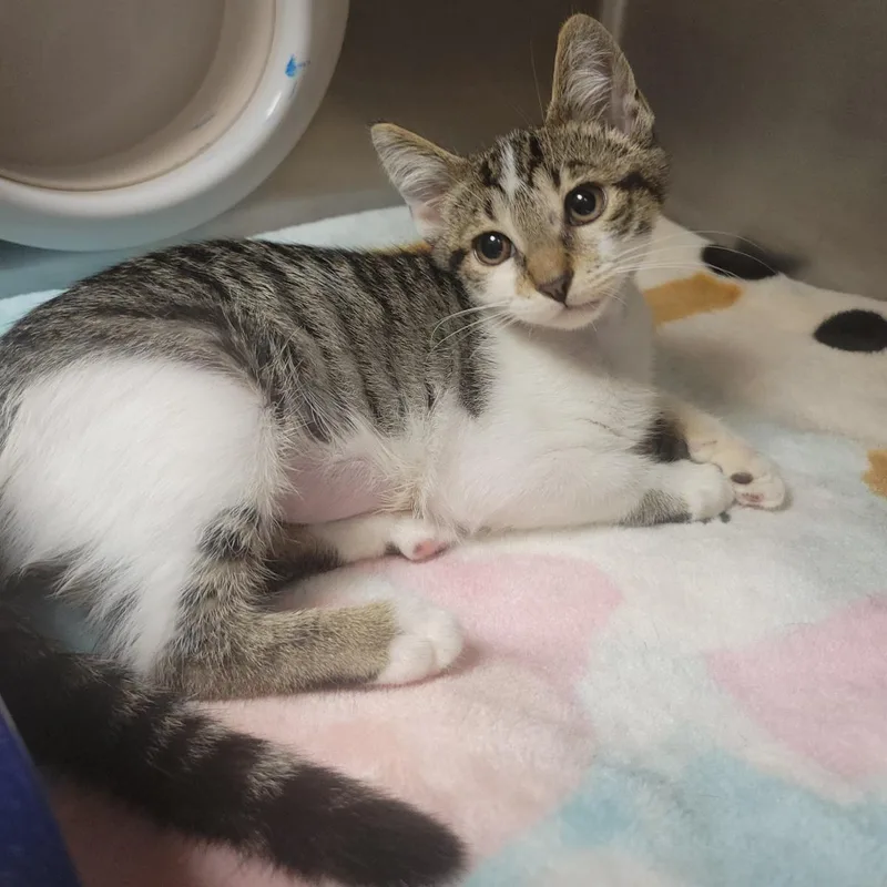 A baby medium-sized female White Domestic Short Hair cat named Jig for adoption in Plover, WI