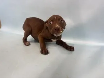 A baby large-sized female Labrador Retriever dog named Osceloa for adoption in Woodbury, MN