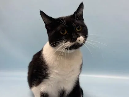 An adult small-sized female Domestic Short Hair cat named Stash for adoption in Golden Valley, MN