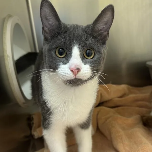 A baby medium-sized male Domestic Short Hair cat named Hulkenberg for adoption in Walnut Creek, CA