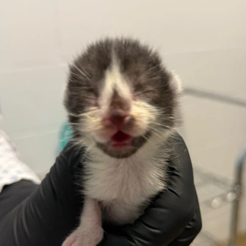 A baby small-sized male Black Domestic Short Hair cat named Cole for adoption in West Palm Beach, FL