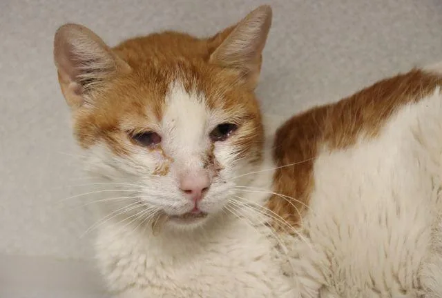 A senior small-sized female Domestic Short Hair cat named Ren for adoption in Tucson, AZ