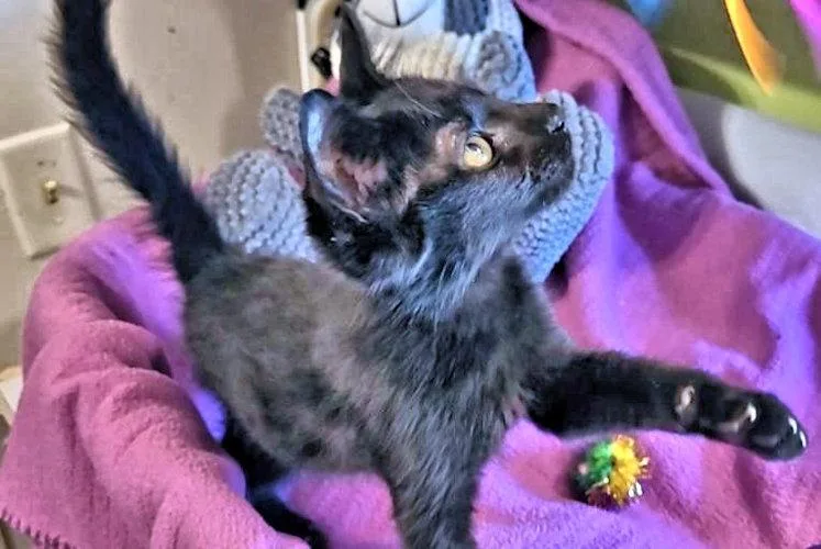 A baby medium-sized female Black Domestic Short Hair cat named Sam for adoption in Rutherfordton, NC