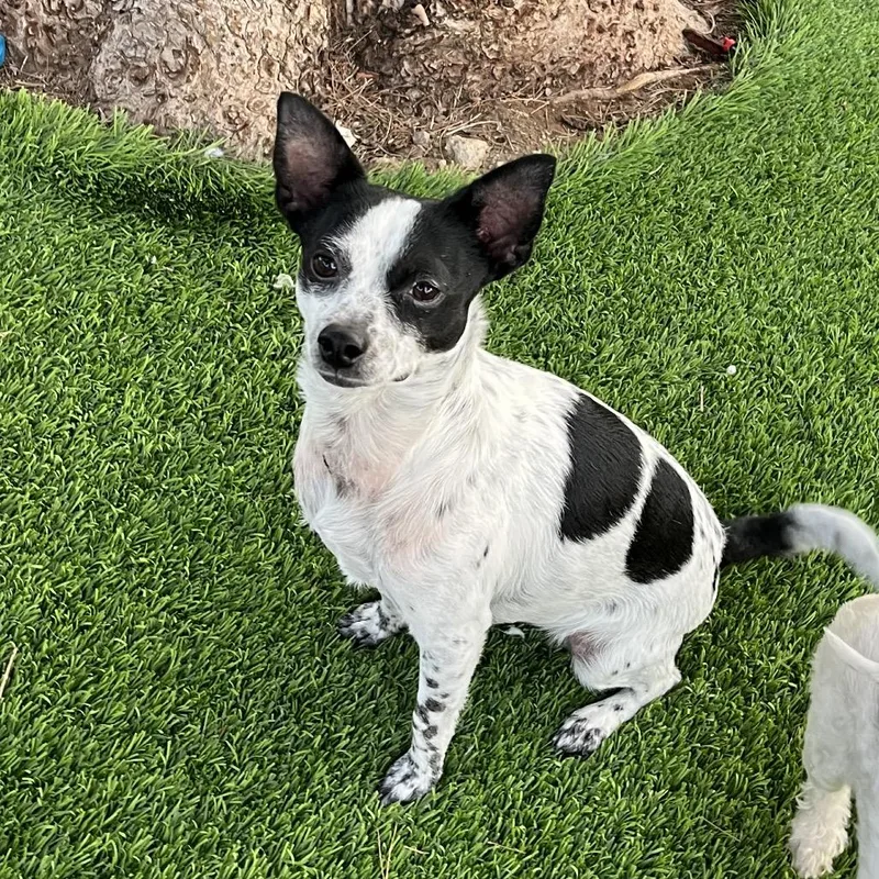 An adult small-sized female White / Cream Border Collie dog named Oreo for adoption in Las Vegas, NV