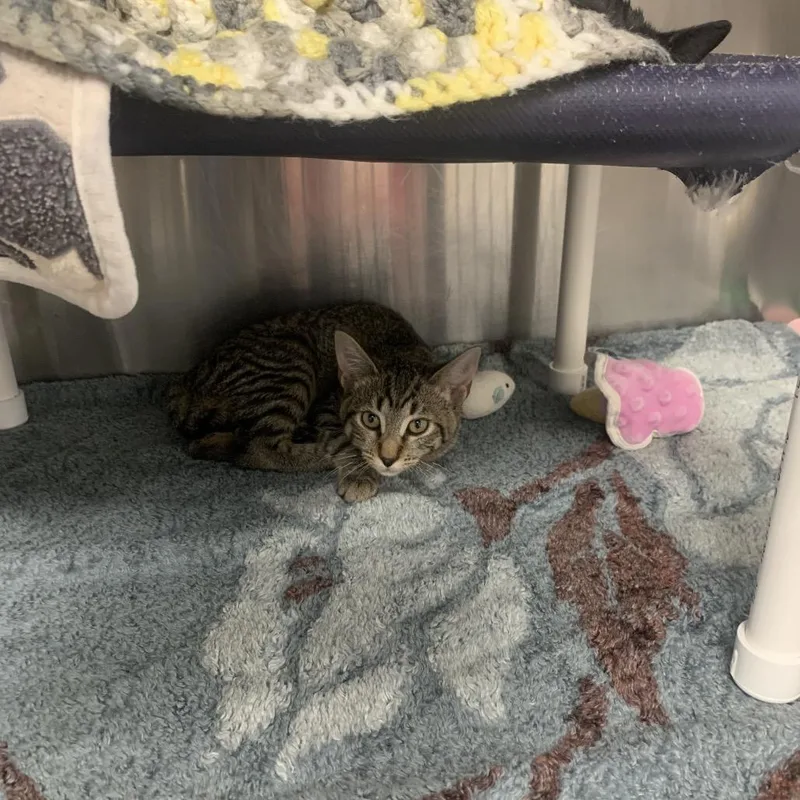 A baby small-sized female Brown / Chocolate Domestic Short Hair cat named Holler for adoption in West Palm Beach, FL