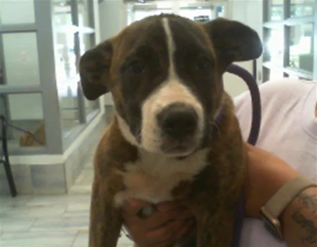 A baby small-sized female Pit Bull Terrier dog named Big Mama for adoption in Charlotte, NC