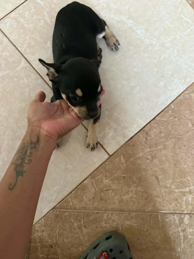 A baby small-sized female Chihuahua dog named Connie for adoption in Virginia Beach, VA