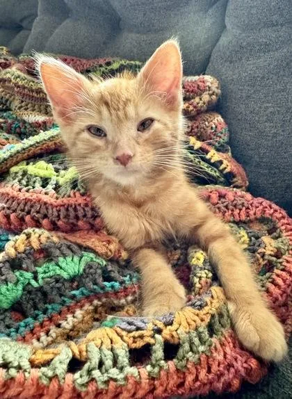 Cheezit