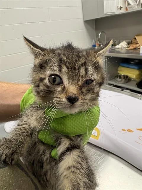 A baby small-sized female Domestic Short Hair cat named Scrumble for adoption in Indianapolis, IN