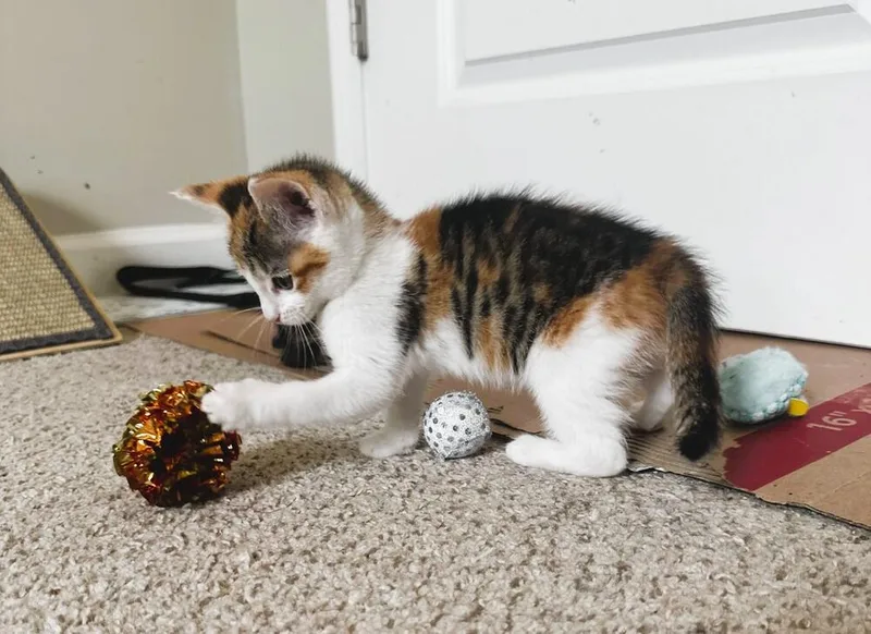 A baby small-sized female Domestic Short Hair cat named Blossom for adoption in Mooresville, NC