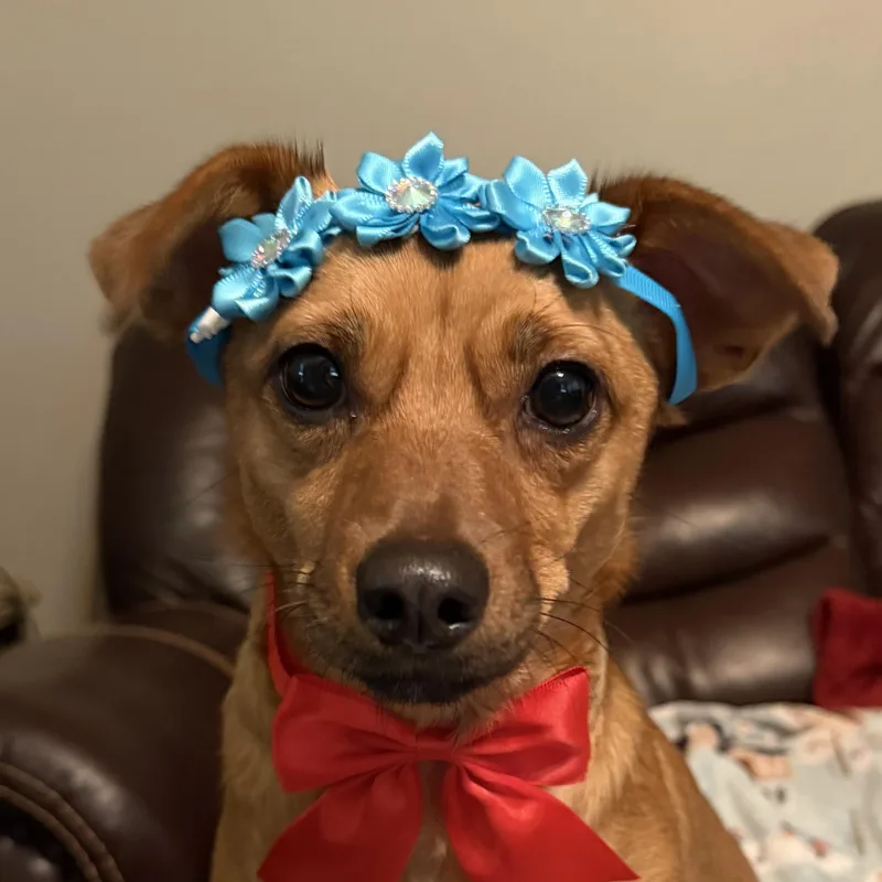 An adult small-sized female Golden Dachshund dog named Lucy for adoption in Bulverde, TX