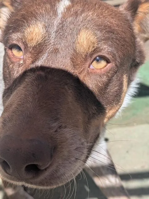 Tarzan