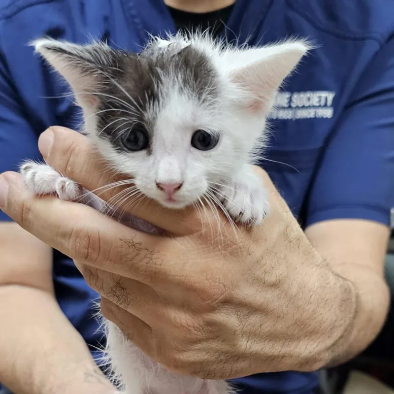 A baby small-sized male Domestic Short Hair cat named Neko for adoption in Guaynabo, PR