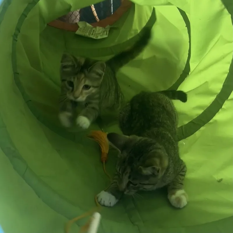 Olive thumbnail 2