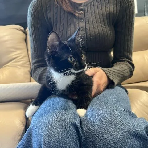 A baby small-sized female Black Domestic Short Hair cat named Margot for adoption in Wheeling, IL