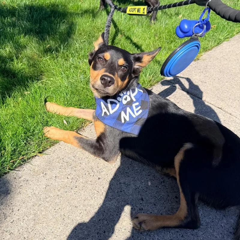 A baby medium-sized male Black Terrier dog named Varrius for adoption in Staten Island, NY