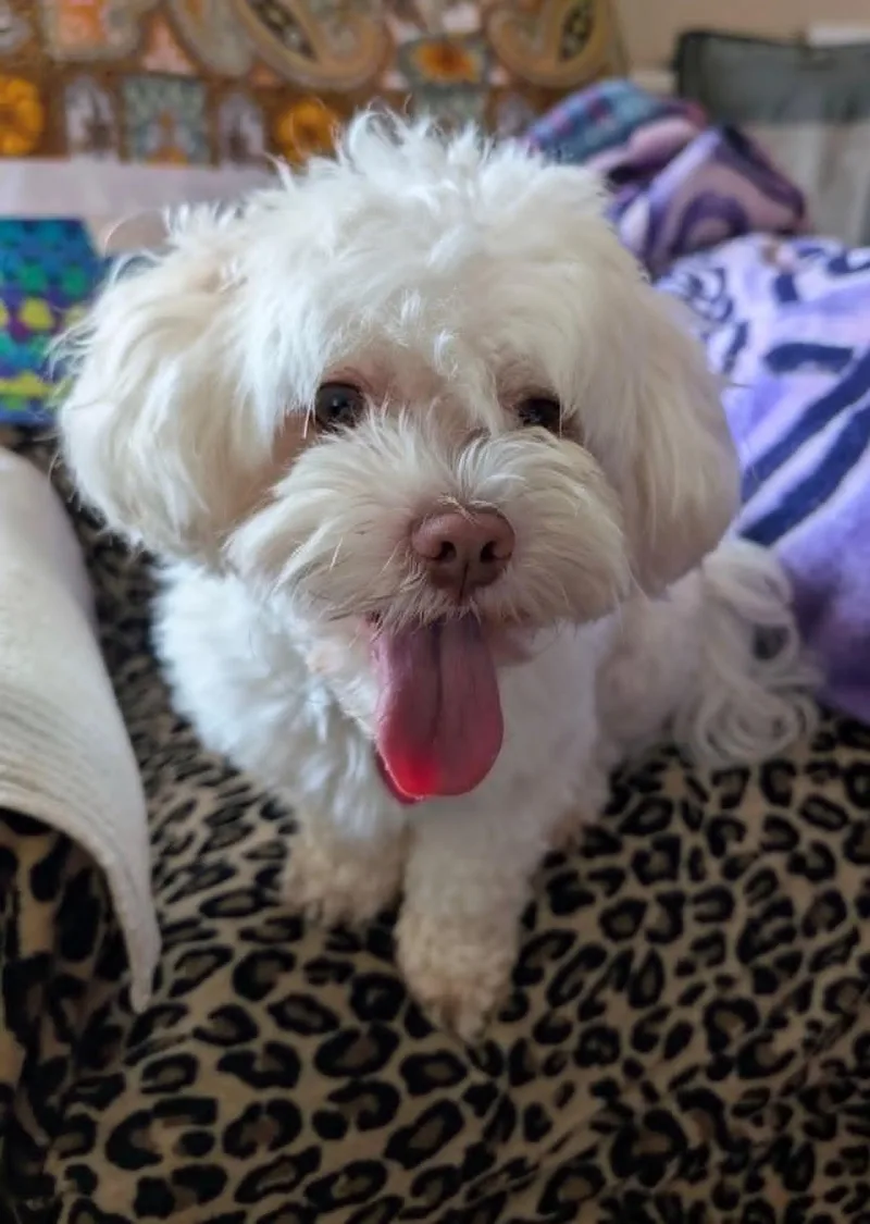 Charley thumbnail 2