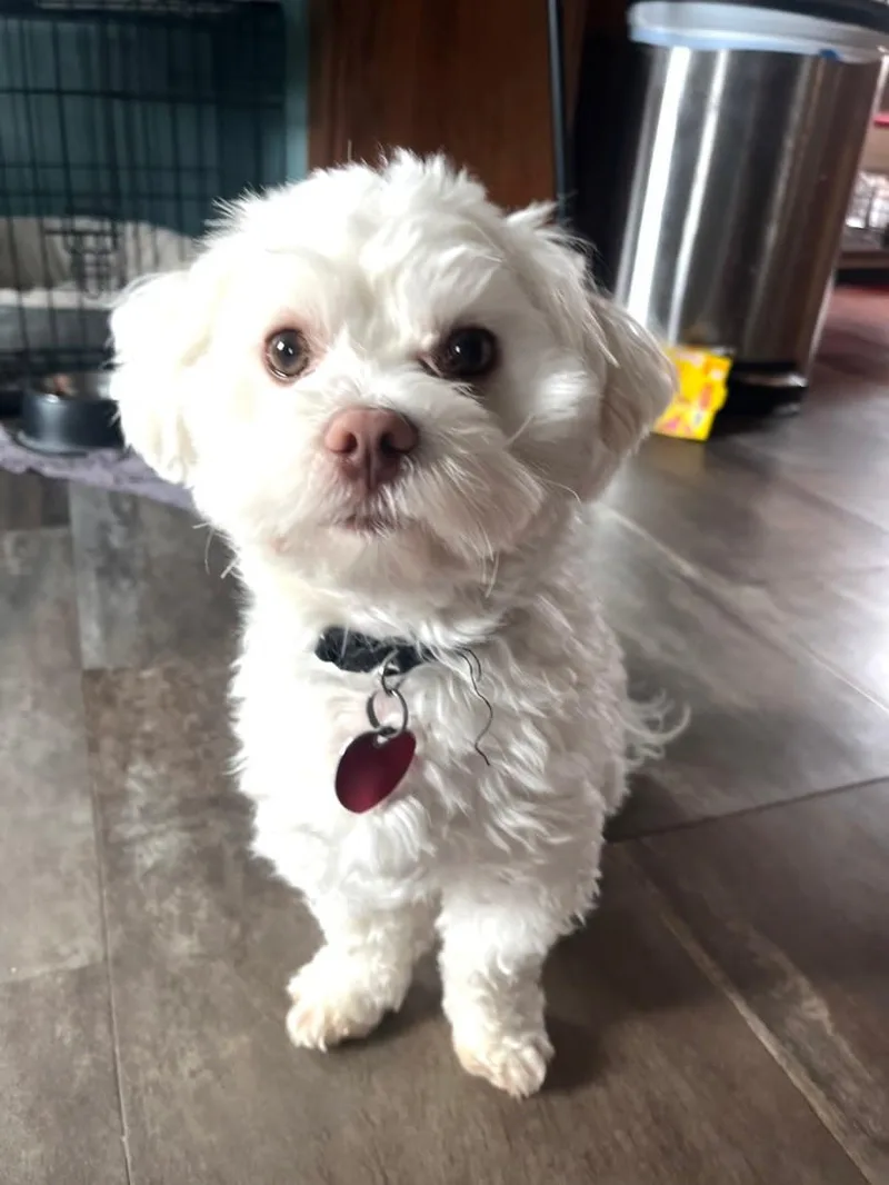 Charley thumbnail 3