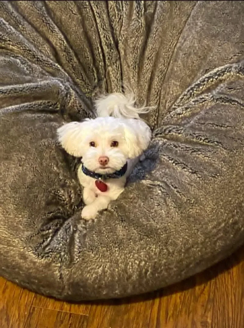 Charley thumbnail 4
