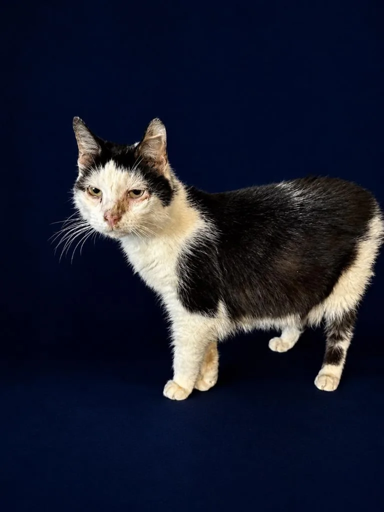 An adult large-sized male Domestic Short Hair cat named Baby Boy for adoption in Wauchula, FL