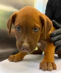 A young large-sized male Shepherd dog named Aladdin for adoption in Kansas City, MO