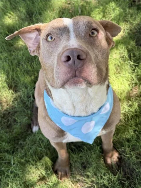 An adult medium-sized male Pit Bull Terrier dog named Petey for adoption in Tulsa, OK