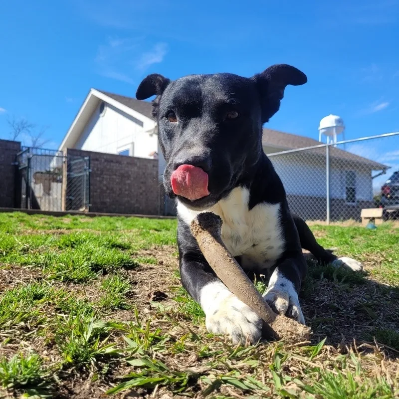 An adult medium-sized male Black Pit Bull Terrier dog named Tommy for adoption in Denison, TX